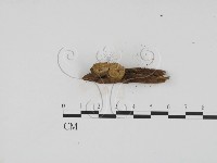 登錄號:F0005377藏品圖，第3張