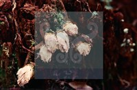 登錄號:F0005377藏品圖，第4張