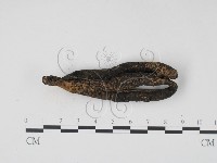 登錄號:F0005382藏品圖，第1張