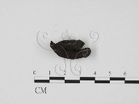 炭角菌屬藏品圖，第1張