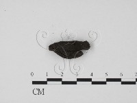 炭角菌屬藏品圖，第3張