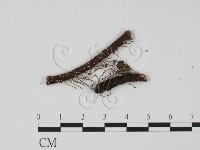 登錄號:F0005386藏品圖，第1張