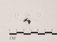 登錄號:F0005390藏品圖，第1張