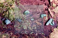 登錄號:F0005390藏品圖，第3張