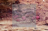 登錄號:F0005391藏品圖，第3張