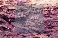 登錄號:F0005391藏品圖，第4張