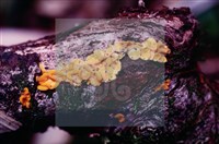 登錄號:F0005392藏品圖，第4張