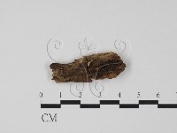 登錄號:F0005393藏品圖，第1張