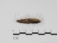 登錄號:F0005393藏品圖，第3張