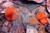 Accession Number:F0005394 Collection Image, Figure 3, Total 3 Figures