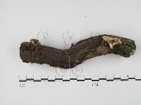 登錄號:F0005395藏品圖，第1張