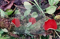 登錄號:F0005395藏品圖，第5張