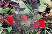 登錄號:F0005395藏品圖，第6張