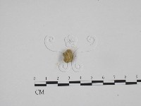 登錄號:F0005398藏品圖，第1張