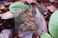 登錄號:F0005398藏品圖，第4張