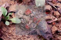 登錄號:F0005399藏品圖，第3張