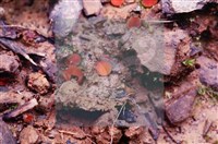 登錄號:F0005399藏品圖，第4張