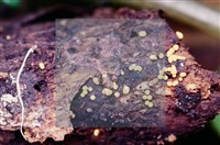 登錄號:F0005400藏品圖，第3張