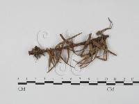 登錄號:F0005402藏品圖，第3張