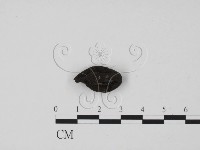 炭角菌屬藏品圖，第1張