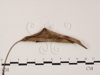 登錄號:F0005409藏品圖，第1張