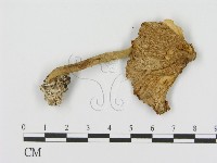 登錄號:F0005410藏品圖，第1張