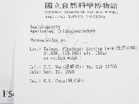 微皮傘屬藏品圖，第2張