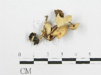 微皮傘屬藏品圖，第3張