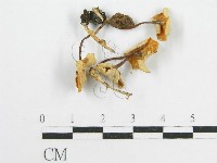 微皮傘屬藏品圖，第4張