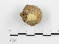 微皮傘屬藏品圖，第5張