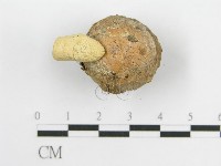 微皮傘屬藏品圖，第6張