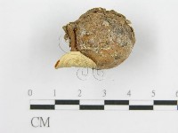 微皮傘屬藏品圖，第7張