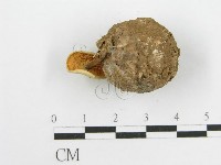 微皮傘屬藏品圖，第8張