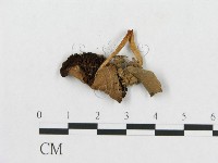 登錄號:F0005412藏品圖，第1張