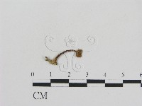 登錄號:F0005414藏品圖，第3張