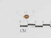 登錄號:F0005416藏品圖，第1張