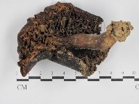 登錄號:F0005419藏品圖，第1張