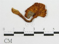 登錄號:F0005421藏品圖，第1張