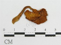 登錄號:F0005421藏品圖，第3張