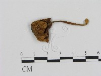 登錄號:F0005423藏品圖，第1張