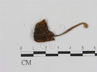 登錄號:F0005423藏品圖，第3張