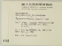 棕色革菌藏品圖，第2張