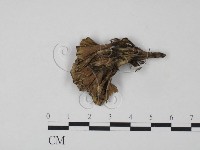 棕色革菌藏品圖，第1張