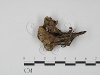 棕色革菌藏品圖，第3張