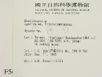 小菇屬藏品圖，第2張