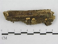 登錄號:F0005428藏品圖，第3張