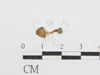 登錄號:F0005429藏品圖，第3張