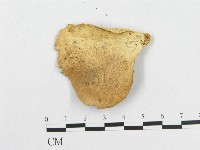 多孔菌屬藏品圖，第3張