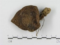 登錄號:F0005432藏品圖，第1張