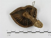 登錄號:F0005432藏品圖，第3張